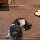 Подробнее об объявлении «Пропала собака Санкт-Петербург» Фото: пропала собака Ши-тцу «Пропала собака Санкт-Петербург» в г. Санкт-Петербург