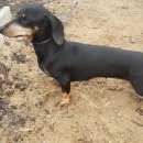 Подробнее об объявлении «Гатчина Пропала собака не теряем надежду найти» Фото: пропала собака Такса «Гатчина Пропала собака не теряем надежду найти» в г. Гатчина