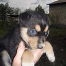 Подробнее об объявлении «Белгород Пропала собака кобель» Фото: пропала собака Сибирская хаски «Белгород Пропала собака кобель» в г. Белгород