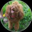 Подробнее об объявлении «Ижевск Пропала собака кобель» Фото: пропала собака Пудель «Ижевск Пропала собака кобель» в г. Ижевск