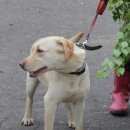 Подробнее об объявлении «Лыткарино Пропала собака» Фото: пропала собака  «Лыткарино Пропала собака» в г. Лыткарино