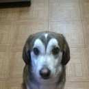 Подробнее об объявлении «Подольск Пропала собака кобель 30.05.16» Фото: пропала собака  «Подольск Пропала собака кобель 30.05.16» в г. Подольск