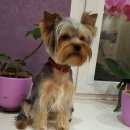 Подробнее об объявлении «Бердск Пропала собака йорк.кобель.1 год.» Фото: пропала собака  «Бердск Пропала собака йорк.кобель.1 год.» в г. Бердск