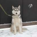 Подробнее об объявлении «Бердск Пропала собака» Фото: пропала собака Сибирская хаски «Бердск Пропала собака» в г. Бердск