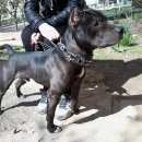 Подробнее об объявлении «Красноперекопск Пропала собака кобель» Фото: пропала собака  «Красноперекопск Пропала собака кобель» в г. Красноперекопск