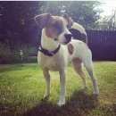 Подробнее об объявлении «Пропала собака девочка джек-рассел-терьер Санкт-Петербург» Фото: пропала собака Джек рассел терьер «Пропала собака девочка джек-рассел-терьер...» в г. Санкт-Петербург