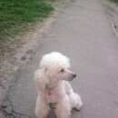 Подробнее об объявлении «Пропала собака кобель Зеленоград» Фото: пропала собака Пудель «Пропала собака кобель Зеленоград» в г. Зеленоград