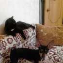 Подробнее об объявлении «Пропала собака кобель черно - подпалый Омск» Фото: пропала собака Той-терьер «Пропала собака кобель черно - подпалый Омск» в г. Омск