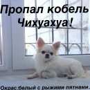 Подробнее об объявлении «Пропала собака кобель Омск» Фото: пропала собака  «Пропала собака кобель Омск» в г. Омск