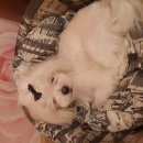 Подробнее об объявлении «Тула Пропала собака кобель» Фото: пропала собака Мальтийская болонка «Тула Пропала собака кобель» в г. Тула