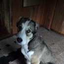 Подробнее об объявлении «Тверь Пропала собака» Фото: пропала собака Среднеазиатская овчарка «Тверь Пропала собака» в г. Тверь