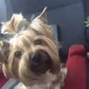 Подробнее об объявлении «Подольск Пропала собака кобель» Фото: пропала собака Йоркширский терьер «Подольск Пропала собака кобель» в г. Подольск