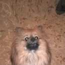 Подробнее об объявлении «Пропала собака Санкт-Петербург» Фото: пропала собака Померанский шпиц «Пропала собака Санкт-Петербург» в г. Санкт-Петербург