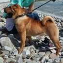 Подробнее об объявлении «Геленджик Пропала собака» Фото: пропала собака Шар-пей «Геленджик Пропала собака» в г. Геленджик