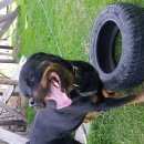 Подробнее об объявлении «Бор Пропала собака кобель роттвейлер» Фото: пропала собака Ротвейлер «Бор Пропала собака кобель роттвейлер» в г. Бор