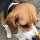 Подробнее об объявлении «Ломоносов Пропала собака бигль в пос новая ропша» Фото: пропала собака Бигль «Ломоносов Пропала собака бигль в пос новая ропша» в г. Ломоносов