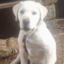 Подробнее об объявлении «Пропала собака Красногвардейское» Фото: пропала собака Лабрадор ретривер «Пропала собака Красногвардейское» в г. Красногвардейское