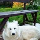 Подробнее об объявлении «Тосно Пропала собака» Фото: пропала собака Шведская овчарка «Тосно Пропала собака» в г. Тосно