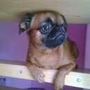 Подробнее об объявлении «Пропала собака Санкт-Петербург» Фото: пропала собака Пти-брабансон «Пропала собака Санкт-Петербург» в г. Санкт-Петербург