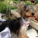 Подробнее об объявлении «Пропала собака помогите найти Энгельс» Фото: пропала собака Йоркширский терьер «Пропала собака помогите найти Энгельс» в г. Энгельс