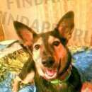 Подробнее об объявлении «Подольск Пропала собака девочка месяцев» Фото: пропала собака  «Подольск Пропала собака девочка месяцев» в г. Подольск