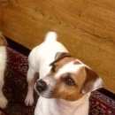 Подробнее об объявлении «Руза Пропала собака кобель джек рассел терьер» Фото: пропала собака Джек рассел терьер «Руза Пропала собака кобель джек рассел терьер» в г. Руза