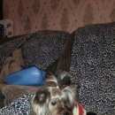 Подробнее об объявлении «Пропала собака Днепропетровск» Фото: пропала собака Йоркширский терьер «Пропала собака Днепропетровск» в г. Днепропетровск