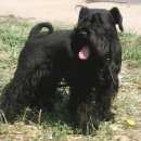 Подробнее об объявлении «Пропала собака кобель цвергшнауцер Улан-Удэ» Фото: пропала собака Цвергшнауцер «Пропала собака кобель цвергшнауцер Улан-Удэ» в г. Улан-Удэ