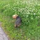 Подробнее об объявлении «Пропала собака кобель йоркширский терьер Зеленоград» Фото: пропала собака Йоркширский терьер «Пропала собака кобель йоркширский терьер...» в г. Зеленоград