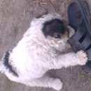 Подробнее об объявлении «Омск Пропала собака кобель помогите» Фото: пропала собака Фокстерьер «Омск Пропала собака кобель помогите» в г. Омск