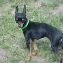 Подробнее об объявлении «Пропала собака вознаграждение руб. Новосибирск» Фото: пропала собака Русский той-терьер «Пропала собака вознаграждение руб. Новосибирск» в г. Новосибирск