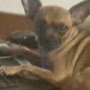 Подробнее об объявлении «Пропала собака герда Омск» Фото: пропала собака Той-терьер «Пропала собака герда Омск» в г. Омск