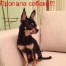Подробнее об объявлении «Москва Пропала собака кобель» Фото: пропала собака Чихуахуа «Москва Пропала собака кобель» в г. Москва