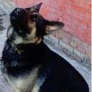 Подробнее об объявлении «Азов Пропала собака кобель» Фото: пропала собака Немецкая овчарка «Азов Пропала собака кобель» в г. Азов