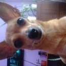 Подробнее об объявлении «Омск Пропала собака» Фото: пропала собака Той-терьер «Омск Пропала собака» в г. Омск