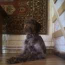 Подробнее об объявлении «Семилуки Пропала собака кобель» Фото: пропала собака Дратхаар «Семилуки Пропала собака кобель» в г. Семилуки