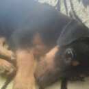 Подробнее об объявлении «Пропала собака кобель Новосибирск» Фото: пропала собака Карликовый пинчер «Пропала собака кобель Новосибирск» в г. Новосибирск