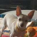 Подробнее об объявлении «Пропала собака г. 28.05.2016 Тула» Фото: пропала собака Русский той-терьер «Пропала собака г. 28.05.2016 Тула» в г. Тула