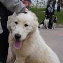 Подробнее об объявлении «Пропала собака среднеазиатская овчарка Санкт-Петербург» Фото: пропала собака Среднеазиатская овчарка «Пропала собака среднеазиатская овчарка...» в г. Санкт-Петербург