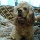 Подробнее об объявлении «Покров Пропала собака кобель американский кокер-спаниель» Фото: пропала собака Американский кокер-спаниель «Покров Пропала собака кобель американский...» в г. Покров