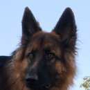 Подробнее об объявлении «Пропала собака кобель помогите найти друга Орехово-Зуево» Фото: пропала собака Немецкая овчарка «Пропала собака кобель помогите найти друга...» в г. Орехово-Зуево