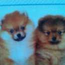 Подробнее об объявлении «Пропала собака кобель шпиц светло-рыжий Кемерово» Фото: пропала собака Немецкий шпиц «Пропала собака кобель шпиц светло-рыжий Кемерово» в г. Кемерово