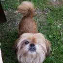 Подробнее об объявлении «Бор Пропала собака кобель» Фото: пропала собака  «Бор Пропала собака кобель» в г. Бор