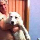 Подробнее об объявлении «Евпатория Пропала собака добрые люди  помогите найти друга» Фото: пропала собака  «Евпатория Пропала собака добрые люди  помогите...» в г. Евпатория