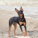 Подробнее об объявлении «Краснодар Пропала собака» Фото: пропала собака  «Краснодар Пропала собака» в г. Краснодар