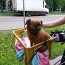 Подробнее об объявлении «Пушкино Пропала собака /звягино» Фото: пропала собака Брюссельский гриффон «Пушкино Пропала собака /звягино» в г. Пушкино