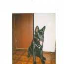 Подробнее об объявлении «Пропала собака кобель Тверь» Фото: пропала собака Восточно-европейская овчарка «Пропала собака кобель Тверь» в г. Тверь