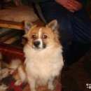 Подробнее об объявлении «Алексин Пропала собака немецкий шпиц девочка» Фото: пропала собака Немецкий шпиц «Алексин Пропала собака немецкий шпиц девочка» в г. Алексин