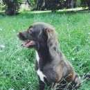 Подробнее об объявлении «Пропала собака кобель коричневый метис спаниеля. Симферополь» Фото: пропала собака  «Пропала собака кобель коричневый метис...» в г. Симферополь