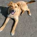 Подробнее об объявлении «Белгород Пропала собака кобель» Фото: пропала собака  «Белгород Пропала собака кобель» в г. Белгород